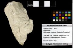 Foto (Objekt + Etiketten) von Prosopon sp. 